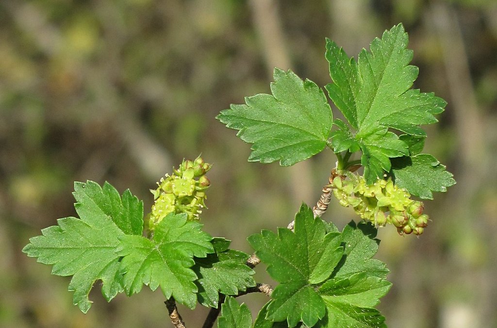 Ribes alpinum